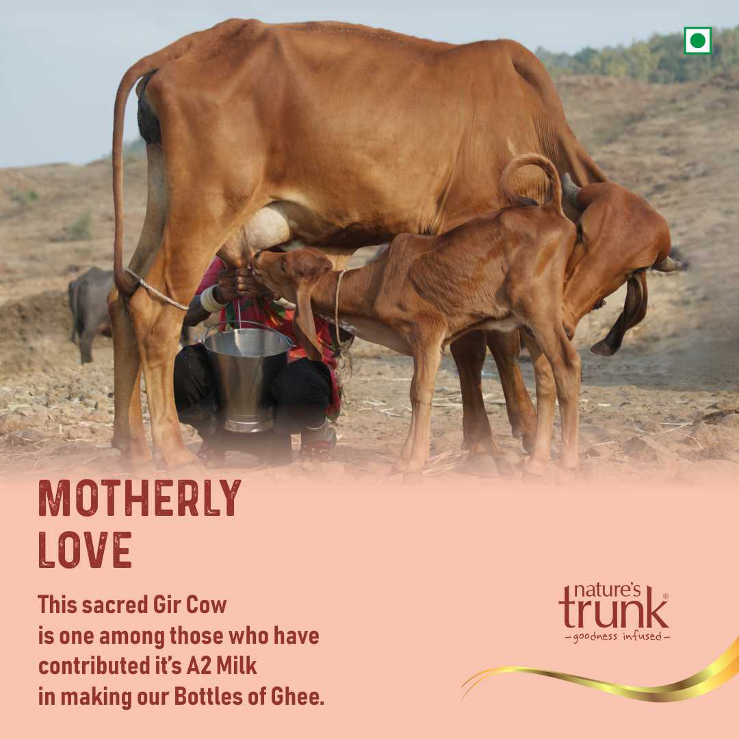 Jar of organic cow ghee with rich golden texture, premium quality for healthy cooking and buying pure cow ghee online